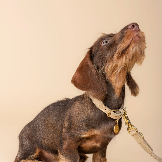 Hundehalsband Ravello