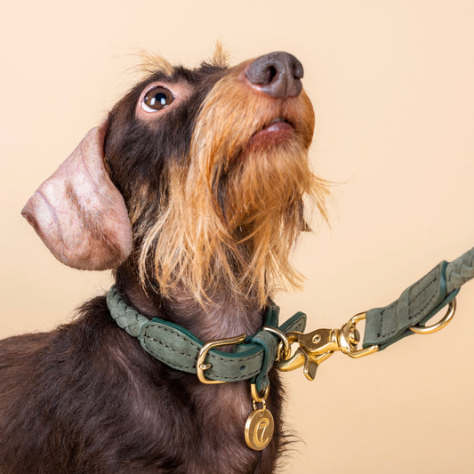 Hundehalsband Ravello