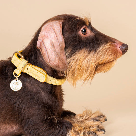 Hundehalsband Ravello