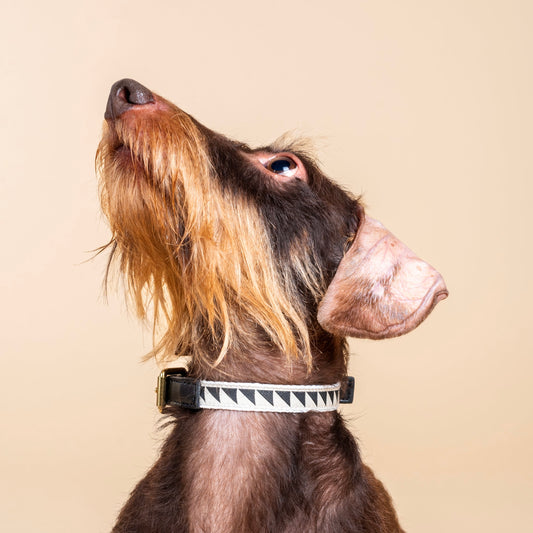 Nice Grill Halsband