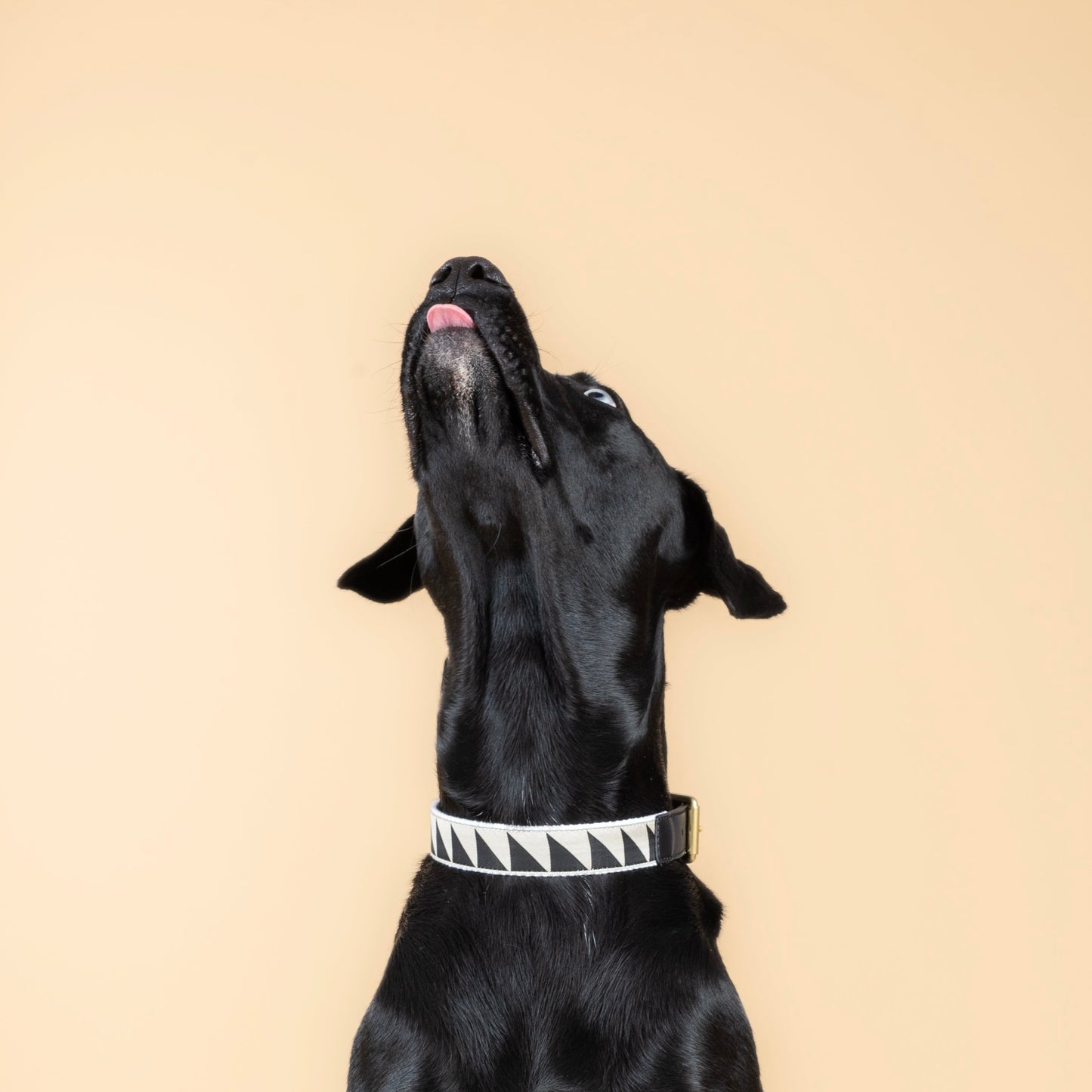 Nice Grill Halsband