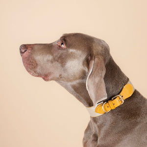 James Halsband