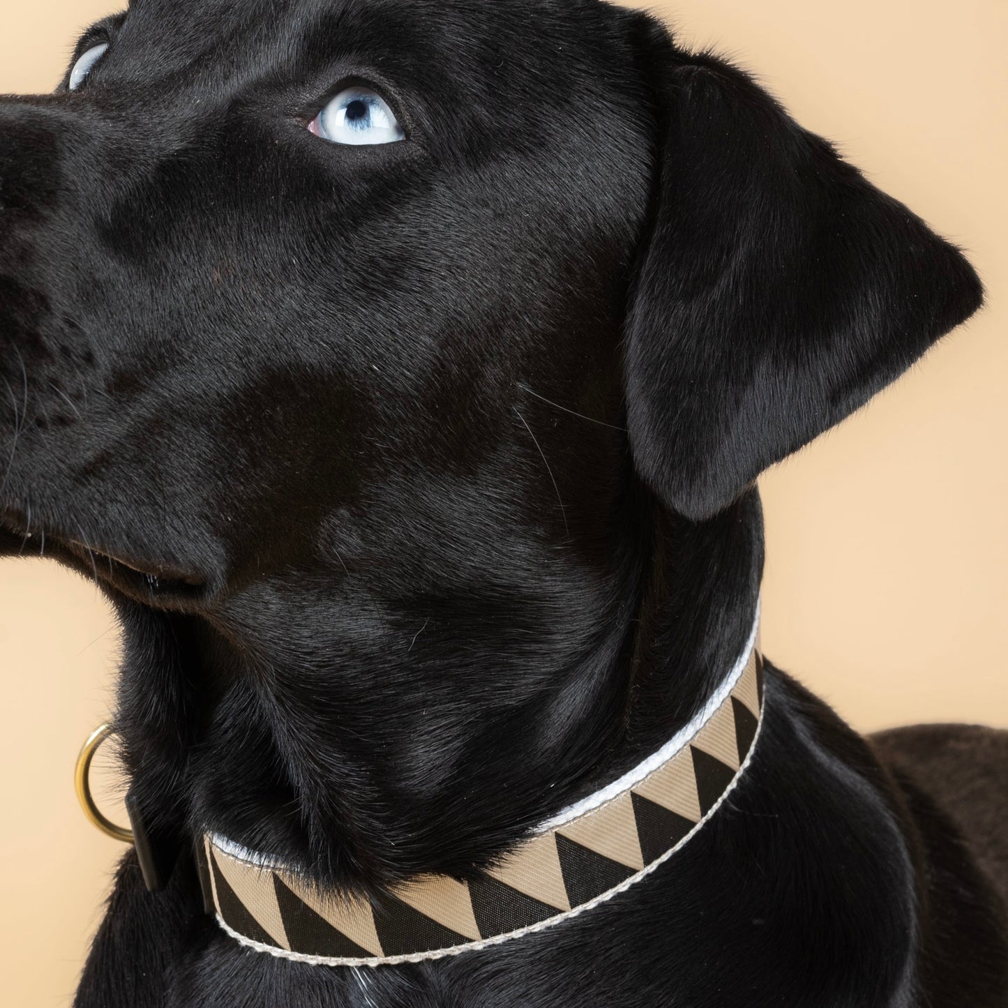 Nice Grill Halsband