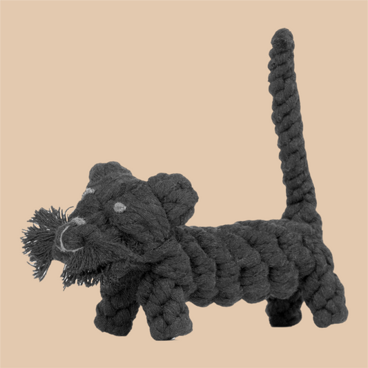 Kater Casanova